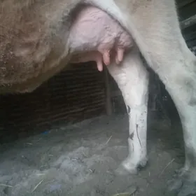 Golelı sygyr sıwes