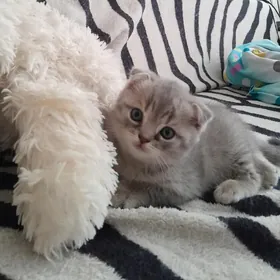 вислоухий котик