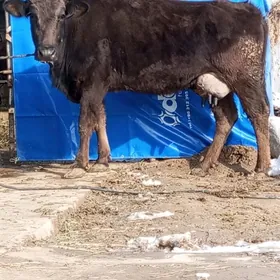 GİBRİT GÖLELİ SYGYR