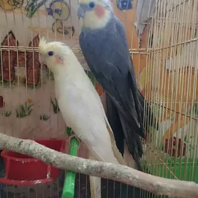 Корела попугай