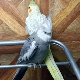 karella para карелла