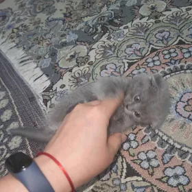 Şatlanskiý pişijekler