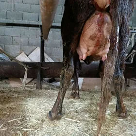 arginal dalgyr göleli sygyr