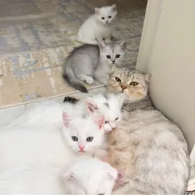 шотландский котенок