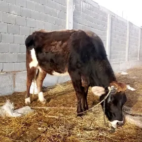 Sygyrlar Tüwe Bogaz we Tüweler