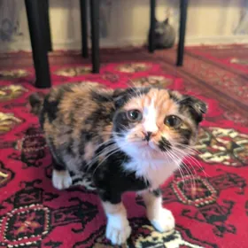 веслоухо котёнок