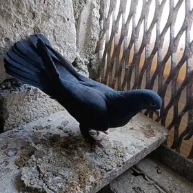 Kepderi.кепдери.