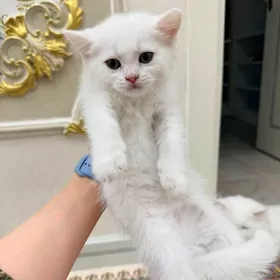 шотландская девочка