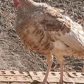 owgan paroda erkek induk