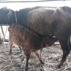 саглык сыгыр