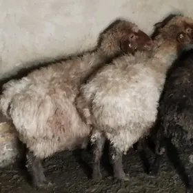 semiz issekler goyunlar