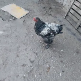 брама.гигант