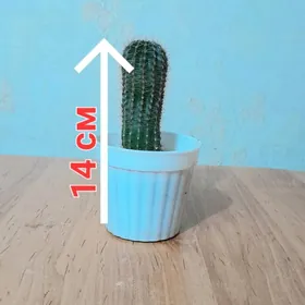 цветы gul кактус