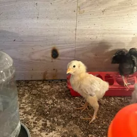 brama dominant juyje