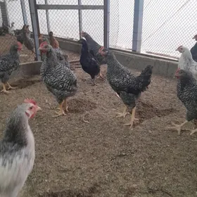 Towuk Horaz Amatly bahadan