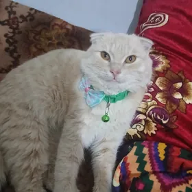 Satlyk şotland pişik