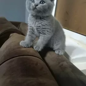 вислоухий котик