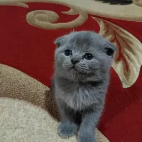 Шотландские котята 