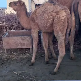 инен торум бакылан