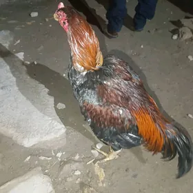 horaz Tashkent boytsowy