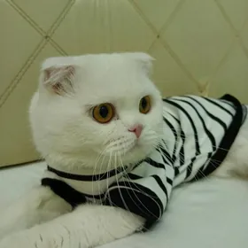 кот на вязку