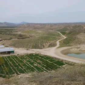 Satlyk ekin mal ýatak