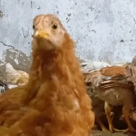 Tejen paroda guzlayjy tohum.