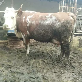 Smmental sagym Gybirit tuwe