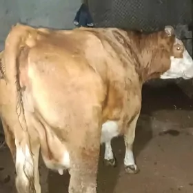 smental yetik bogaz3 nji garyn