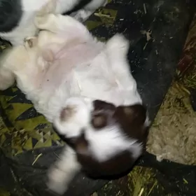 Awçu gujuk (ahotnik)