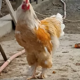 brama limon yumurtga