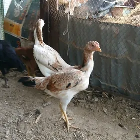 байес макилер