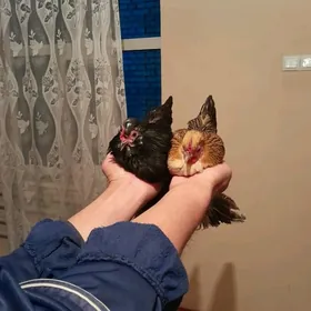 Япония твугы