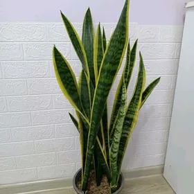 САНСИВЕРИЯ ГОЛД