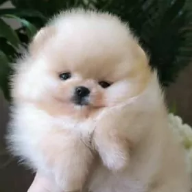 померанскийе шпицы