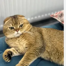 золотой кот