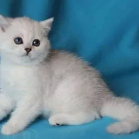 котята шотландцы