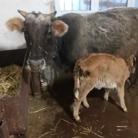 Goleli shwes suytli sygyr