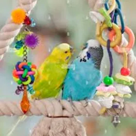 popugay setka kletka gus