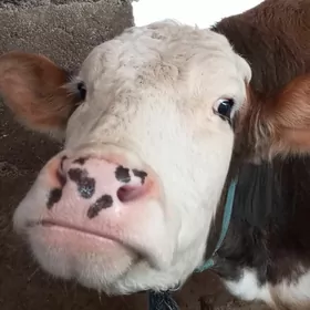 Simental sygyr kelek