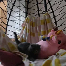 erkek pishik 30 dekabrda 2025