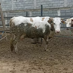 SIMENTAL BOGAZ SYGYR