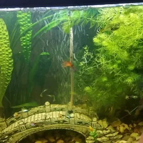 аквариумные рыбки гуппи