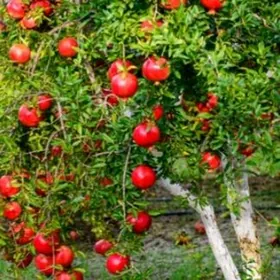 nar nahallar sitiller