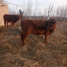 bakylyp  duran okuz we sygyr