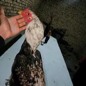 байсов хораз