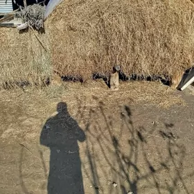 haşal otly ÿorunja