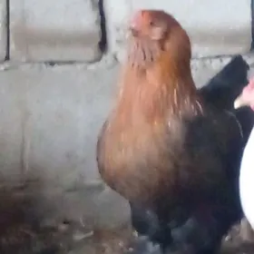 газ  товук  хороз