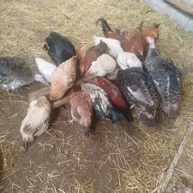 15 sany towuk ba 4 sany induk