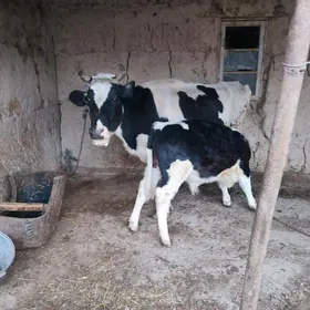 Галштейн сигр